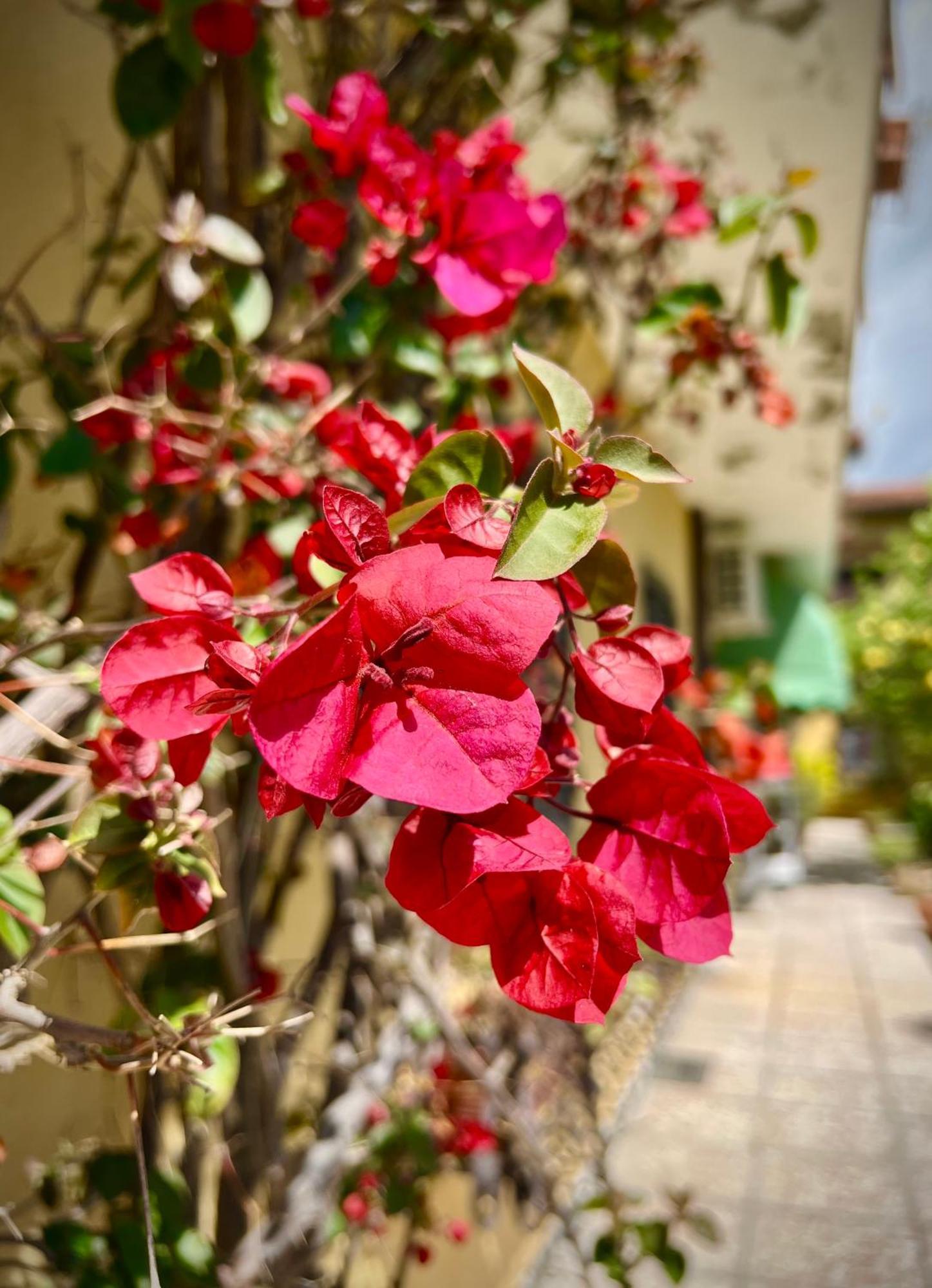 פורטה דיי מארמי Bed&Breakfast Villa Lorena מראה חיצוני תמונה